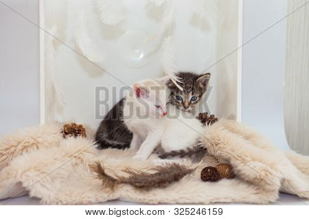 Kittens Are On A Fluffy Rug. Tabby Cat Hugs A White Cat.