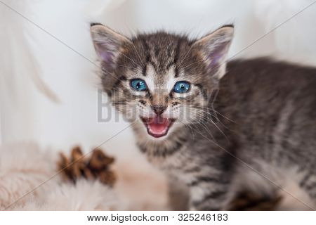 Striped Kitten Meows. Muzzle Of A Cat Close Up.