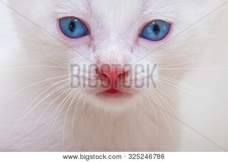 Muzzle White Kitten Close-up. The Face Of A Cat With Blue Eyes.