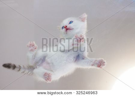 White Cute Kitten Close-up. Photo Of A Cat From The Bottom.