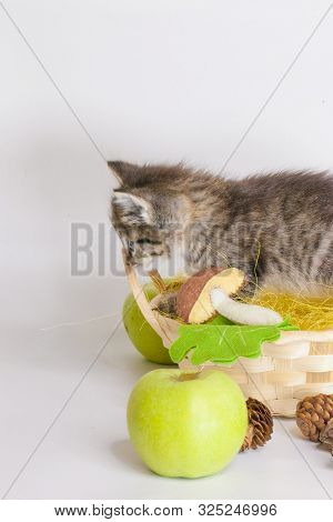Striped Kitten On The Background Of Toys.
