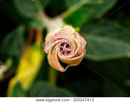 Unopened Poisonous Flower Datura. A Beautiful And Dangerous Flower. Contains Alkaloids