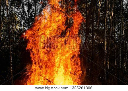 Forest Fires, Fire In Nature, The Destruction Of Tree Plants.