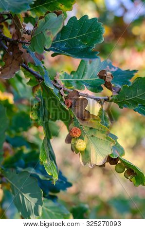 Ink Nuts Or Oak Apples On Green Leaves. The Laying Of Larvae Of The Nut-growers (cynipidae) Close-up