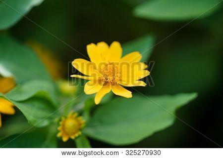 Closeup Little Yellow Star Flower (melampodium Divaricatum)