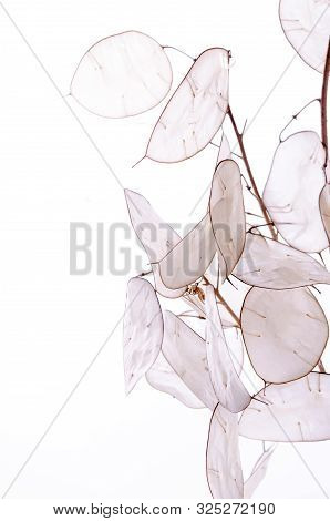 Lunaria Annua Plant, Silver Dollar Plant Against White Light. Botanikal Background.