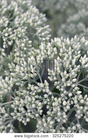 Lot Of Blooming Hylotelephium Telephium White Flowers With Green Leaves And Stems