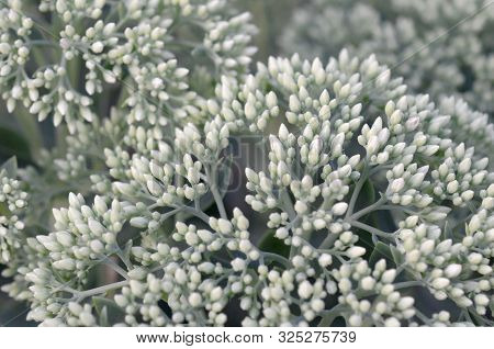 Lot Of Blooming Hylotelephium Telephium White Flowers With Green Leaves And Stems
