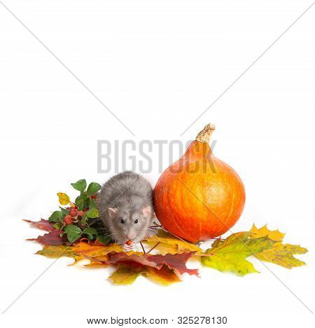 Cute Rat Dumbo On A White Isolated Background. Rose Hips, Pumpkin And Colorful Autumn Leaves. Copy S