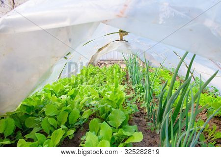 Salad With Onions In The Greenhouse. Eco Food