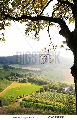 Vineyards Near Castell In Lower Franconia
