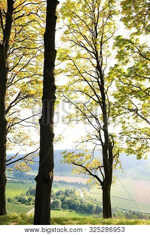 Vineyards Near Castell In Lower Franconia