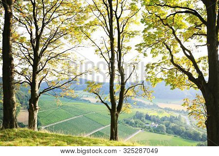 Vineyards Near Castell In Lower Franconia
