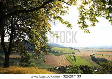Vineyards Near Castell In Lower Franconia
