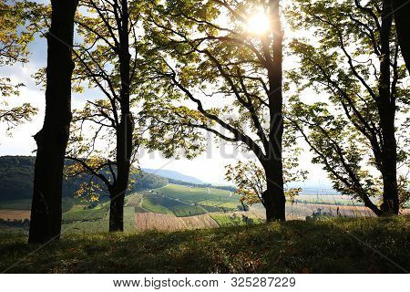 Vineyards Near Castell In Lower Franconia