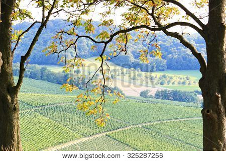 Vineyards Near Castell In Lower Franconia