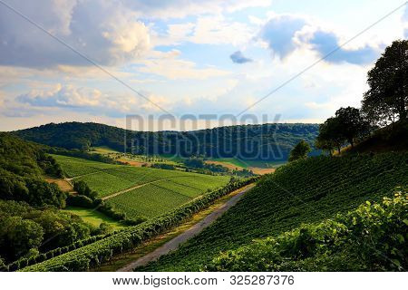 Vineyards Near Castell In Lower Franconia