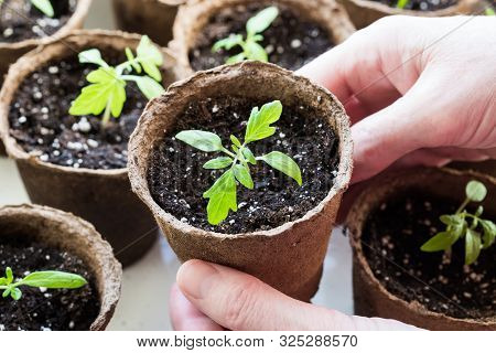 Close Up Of Hands Female Hold Seedling Tomato In Peat Pot With Earth. Seedling Green Plant Of Tomato