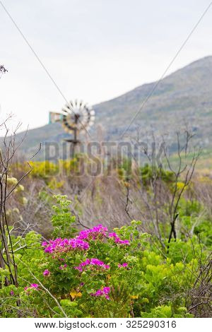 Pink Fynbos Flowers Of Coastal Cape Town South Africa