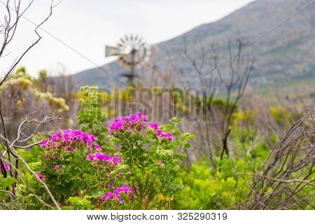 Pink Fynbos Flowers Of Coastal Cape Town South Africa