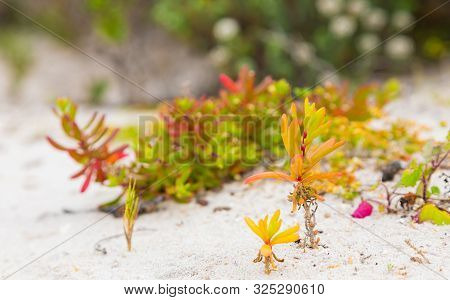 Coastal Succulent Fynbos On A Beach On The Western Seaboard Of Cape Town South Africa