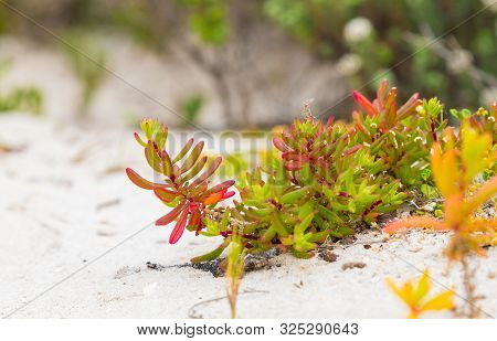 Coastal Succulent Fynbos On A Beach On The Western Seaboard Of Cape Town South Africa