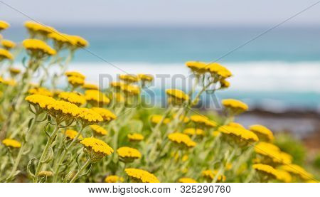 Yellow Coastal Fynbos Flowers On A Beach In Cape Town