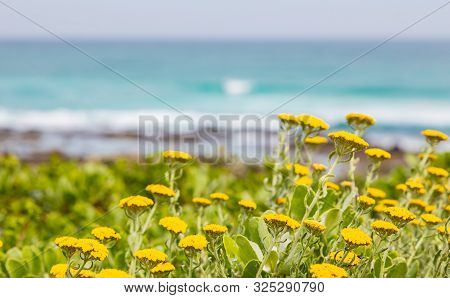 Yellow Coastal Fynbos Flowers On A Beach In Cape Town