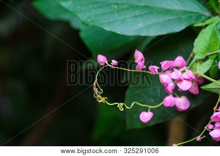 Mexican Creeper, Chain Of Love Or Antigonon Leptopus Pink Bouquet Flowers