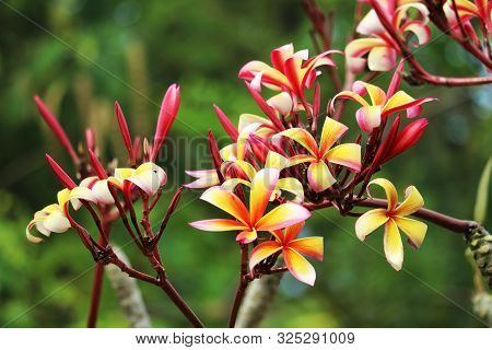 Plumeria Red White Orange Yellow Bouquet Flower Blooming In The Garden