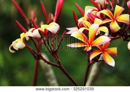Plumeria Red White Orange Yellow Bouquet Flower Blooming In The Garden