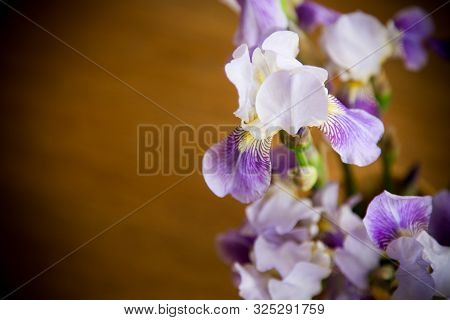 Beautiful Blue Fleuret- Iris. It Is On Wooden Background