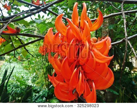 Mucuna Bennettii F. Muell, The Orange Flower In The Forest