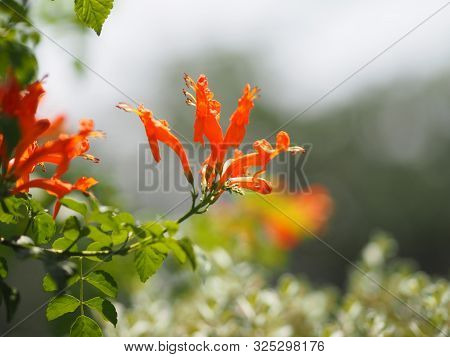 Pyrostegia Venusta, Bignoniaceae, Orange Trumpet, Flame Flower, Fire-cracker Vine Orange Flower On B