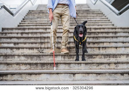 Senior Blind Man With Guide Dog Walking Down The Stairs In City, Midsection.