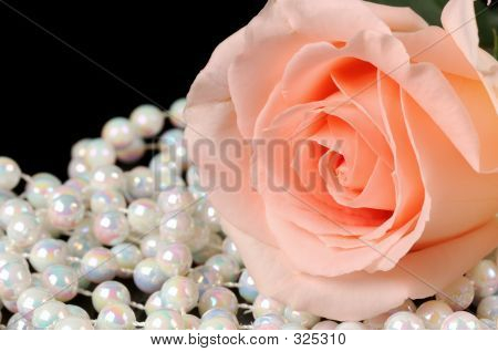 Rose Rosa