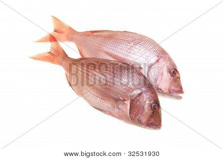 Dois Snapperfish isolado no branco