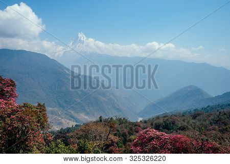 Beautiful View Of The Landscape Of The Himalayan Mountains. Snow-covered Mountain Tops And Flowering