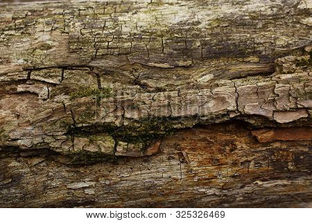 Dark Brown Tree Bark Wih Green Moss Background