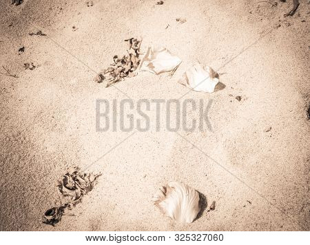 Rose Petals On Sand As Nature Background. Copy Space.