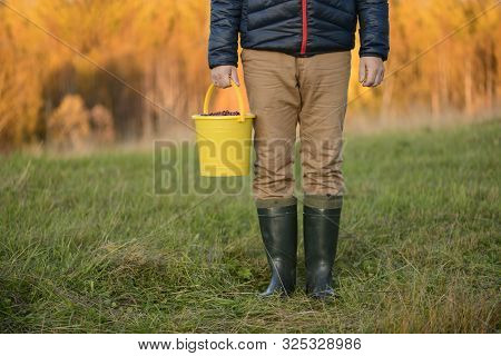 The Caucasian Man Is Standing On A Field And Holding The Full Bucket Of The Berries (oxycoccus) In H