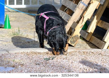 Rottweiler During A Scent Work Game Smelling Out A Source Of Odor