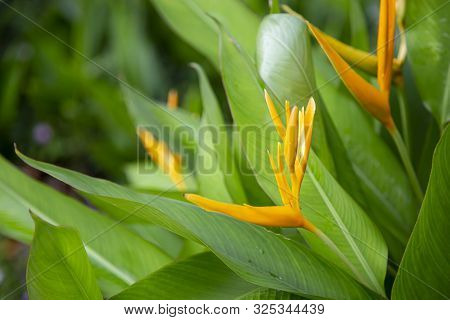 Tropical Flower (heliconia Psittacorum) In The Garden