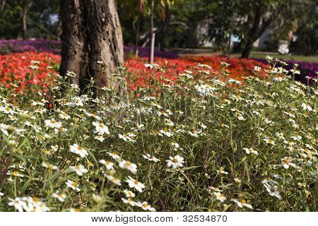 Blomma trädgård
