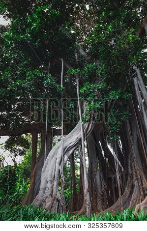 Ficus Macrophylla F. Columnaris, La Estrategia Del Gigante, Giant Trees Growing In Tropical Parc