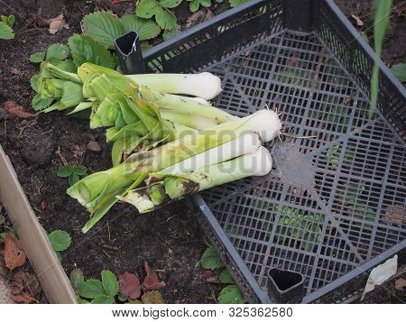 The Leek Crop Is In A Black Plastic Box. Harvest.