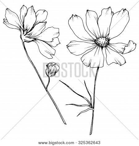 Vector Cosmos Floral Botanical Flowers. Black And White Engraved Ink Art. Isolated Cosmea Illustrati
