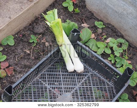 The Leek Crop Is In A Black Plastic Box. Harvest.