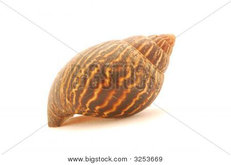 Lumaca