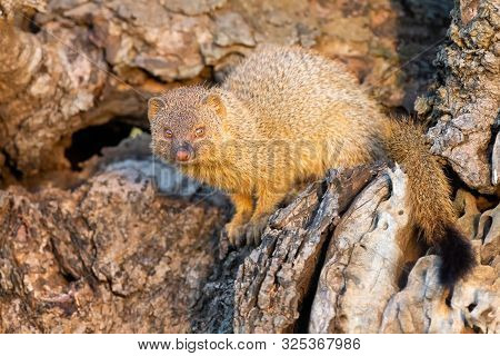 Baby Yellow Mongoose Sitting In A Dead Tree In Morning Sun